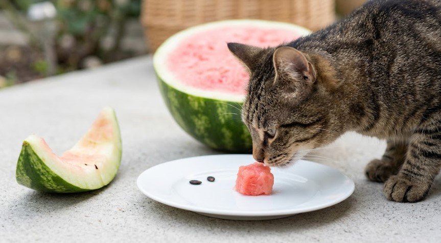 Can Cats Eat Watermelon